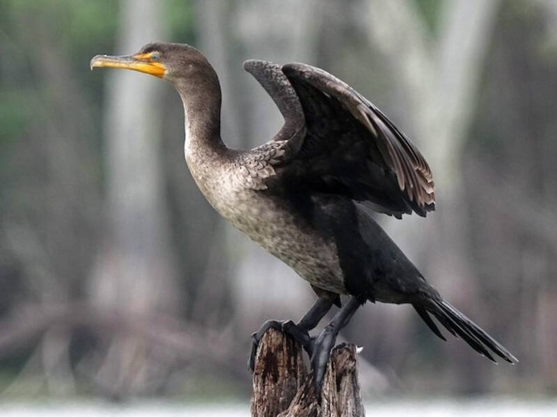 Double-crested Cormorant
