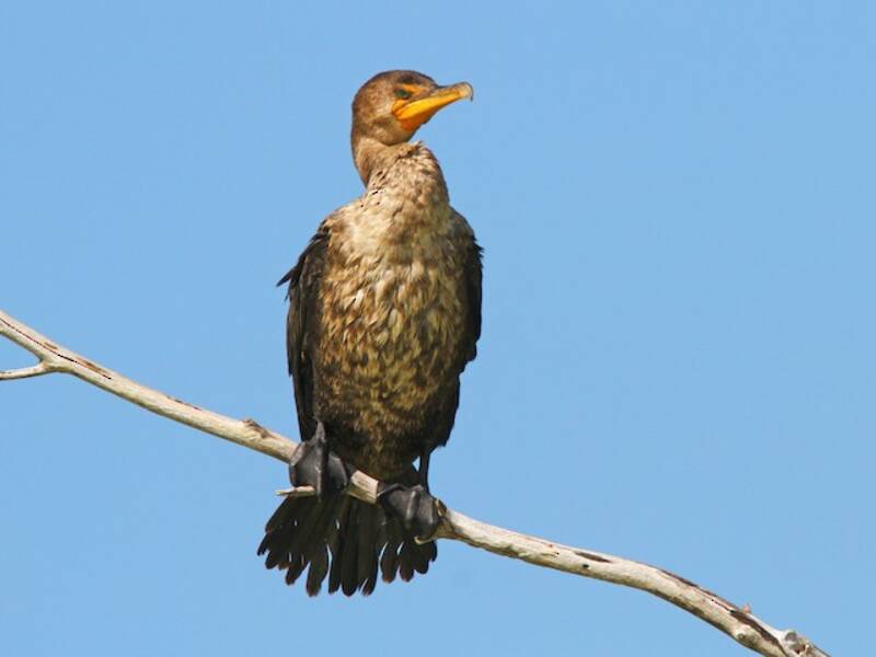 Double-crested Cormorant, Photos 2