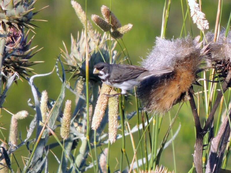 Double-collared Seedeater
