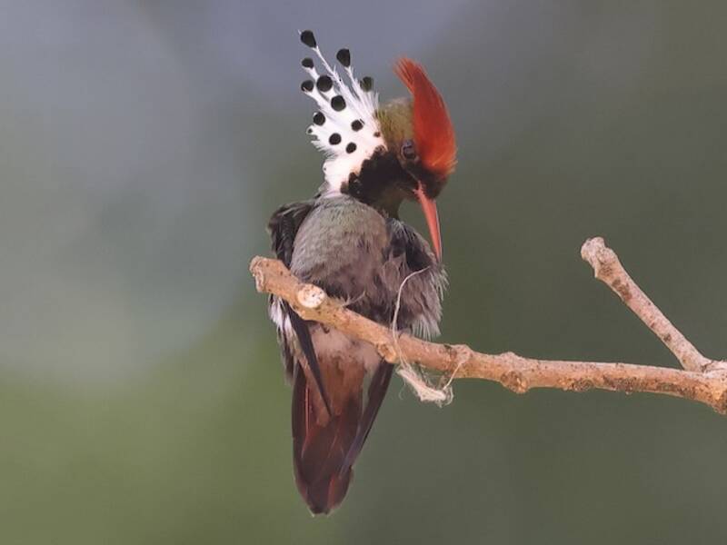 Coquette de Gould