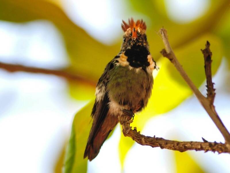 Coquette de Gould, Photos 3