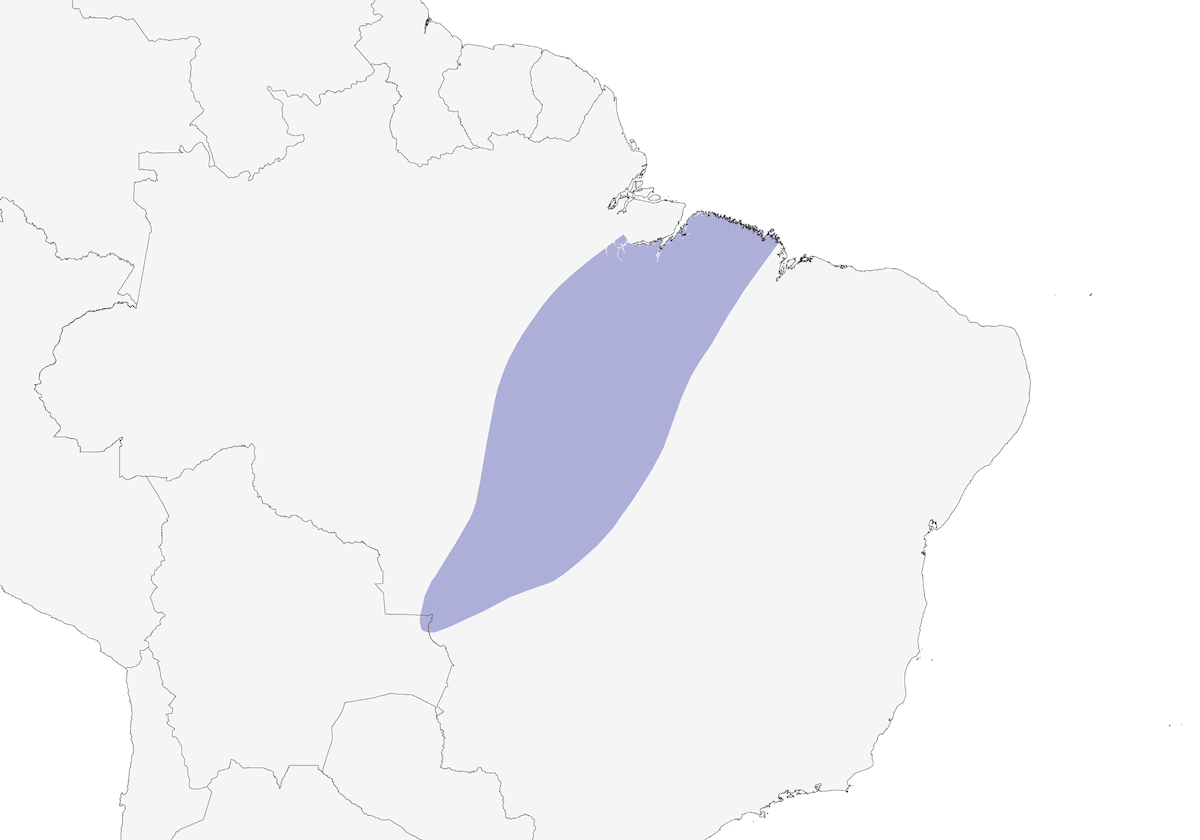 Coquette de Gould, Distribution 1
