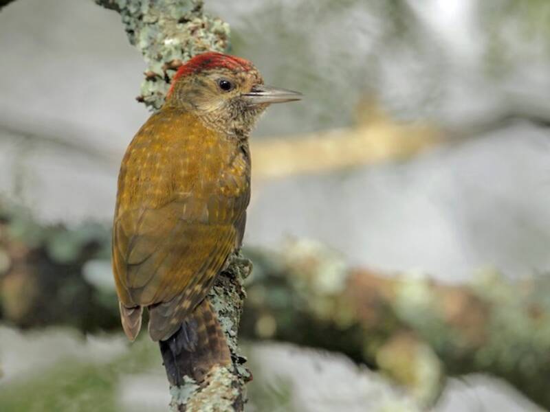 Dot-fronted Woodpecker, 照片 2