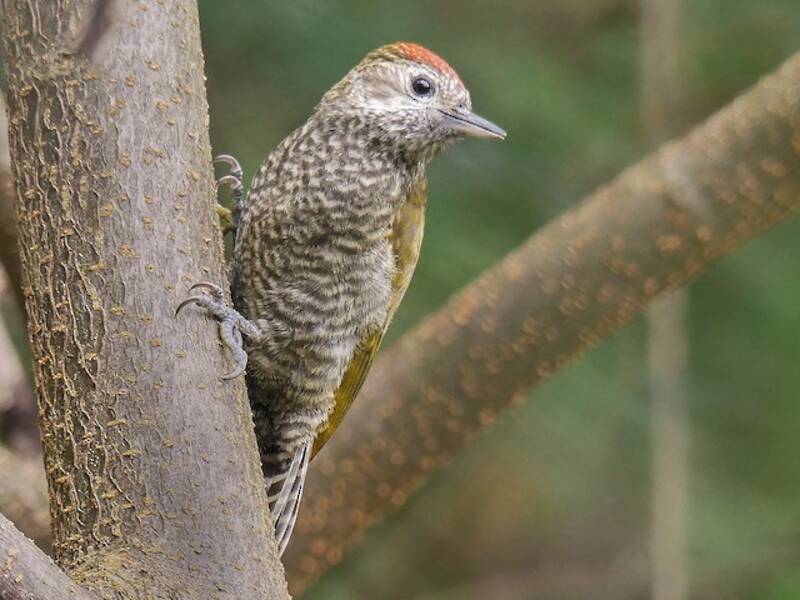 Dot-fronted Woodpecker, 照片 3