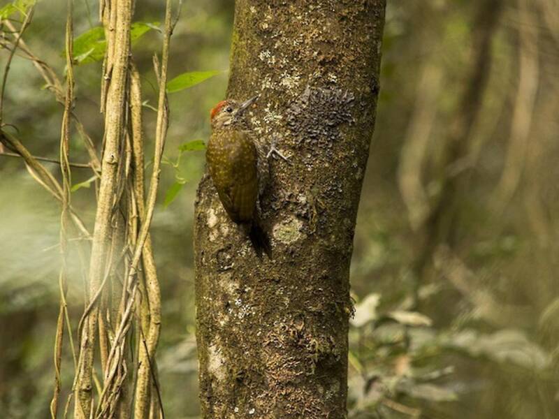 Dot-fronted Woodpecker, 照片 4