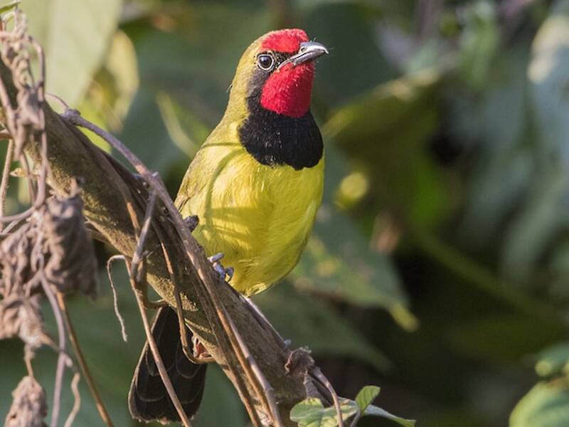 Doherty's Bushshrike, 照片 3