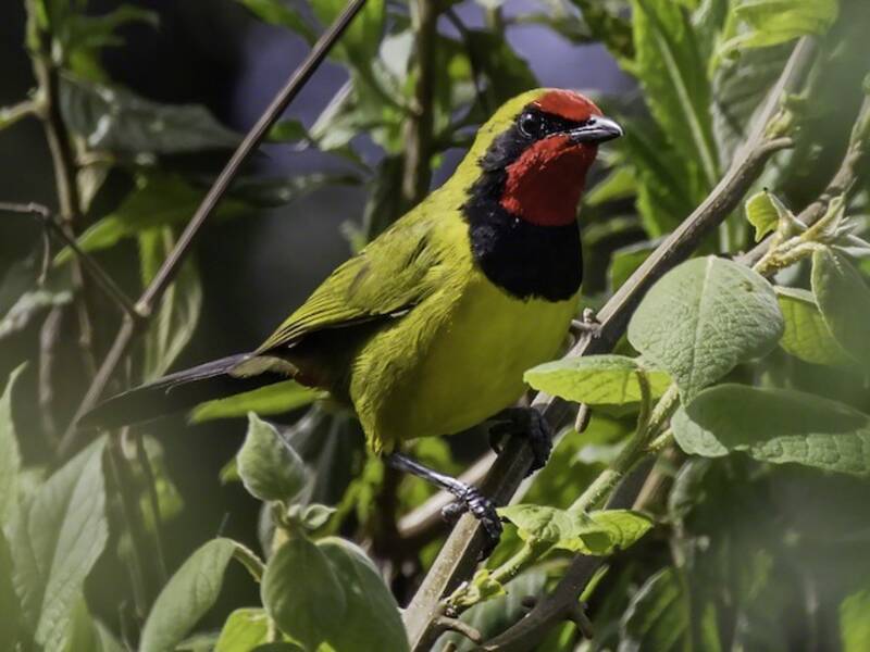 Doherty's Bushshrike