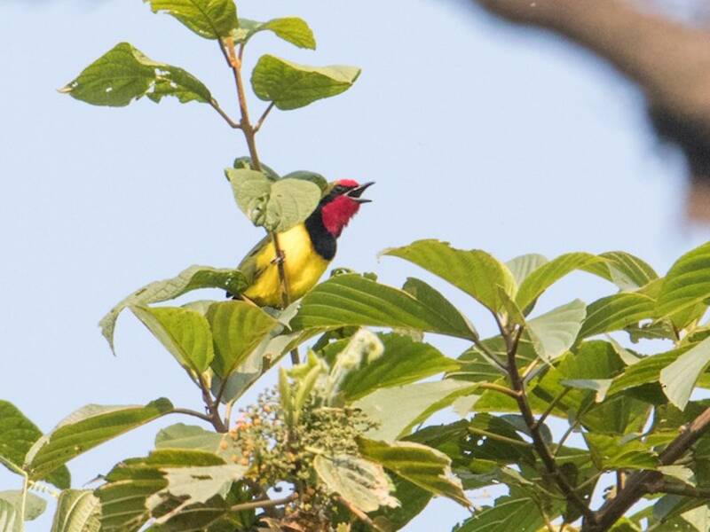 Doherty's Bushshrike, 照片 2