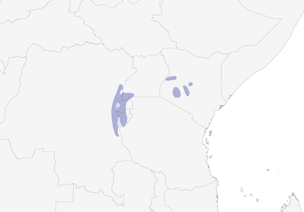 Doherty's Bushshrike, 分布 1