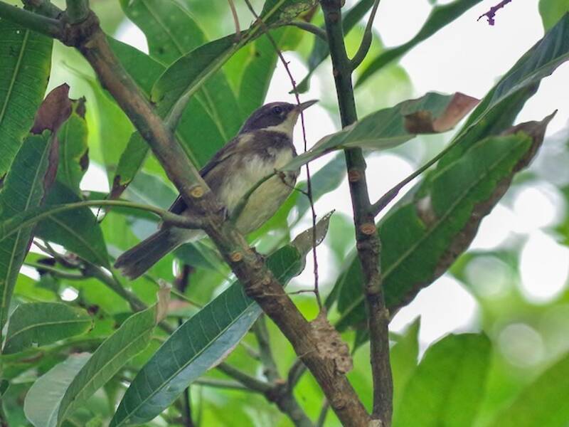 Dohrn's Thrush-Babbler
