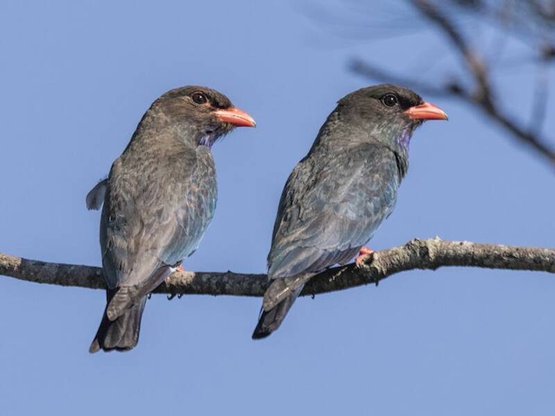Ghiandaia orientale, Foto 3