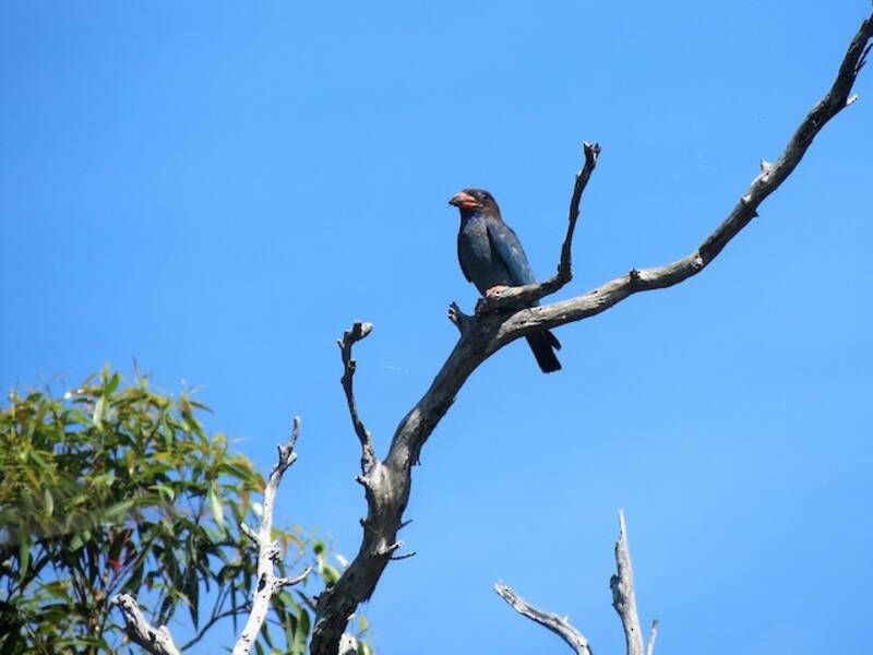 Ghiandaia orientale, Foto 4