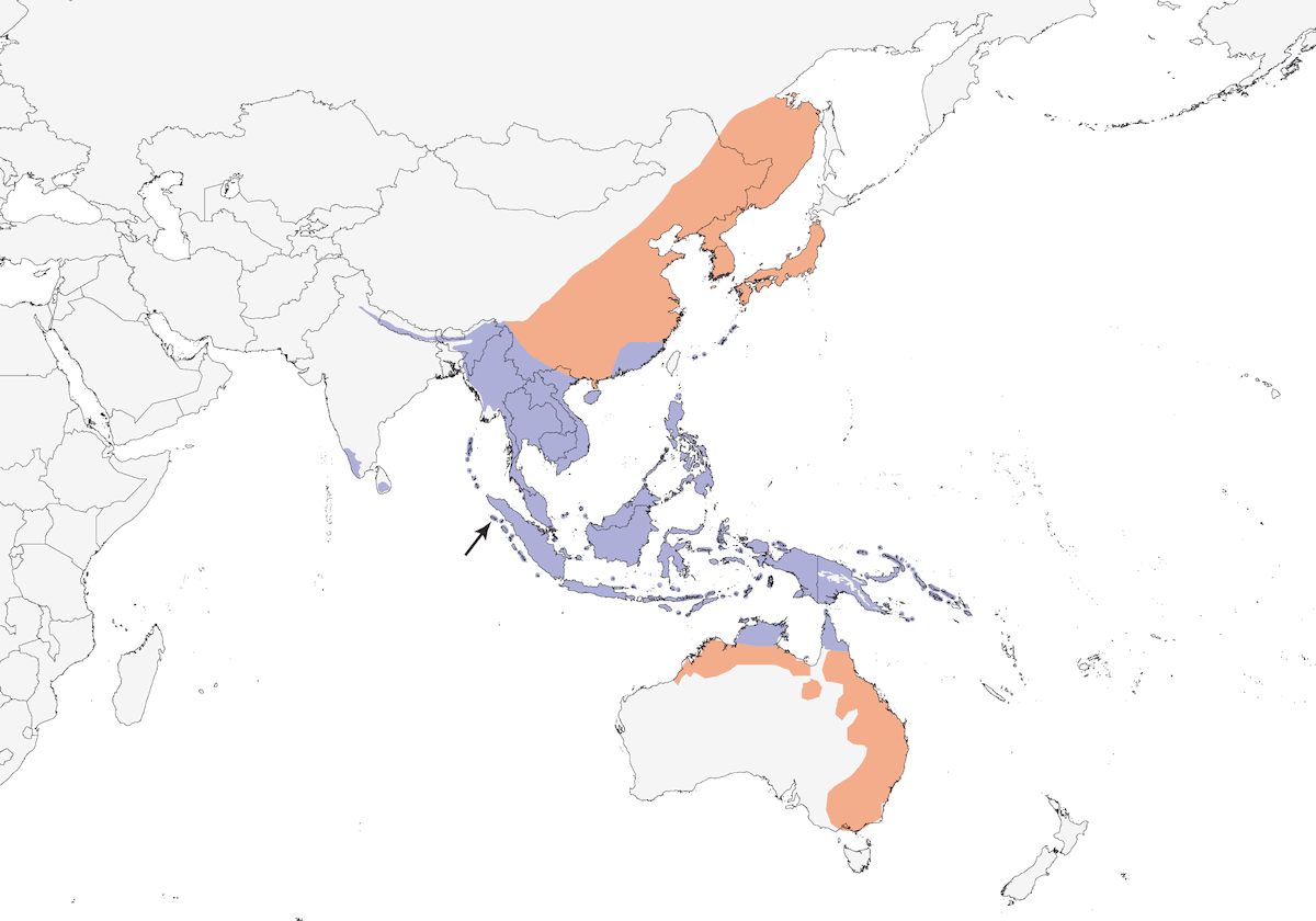Ghiandaia orientale, Distribuzione 1