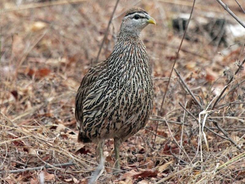 Double-spurred Spurfowl
