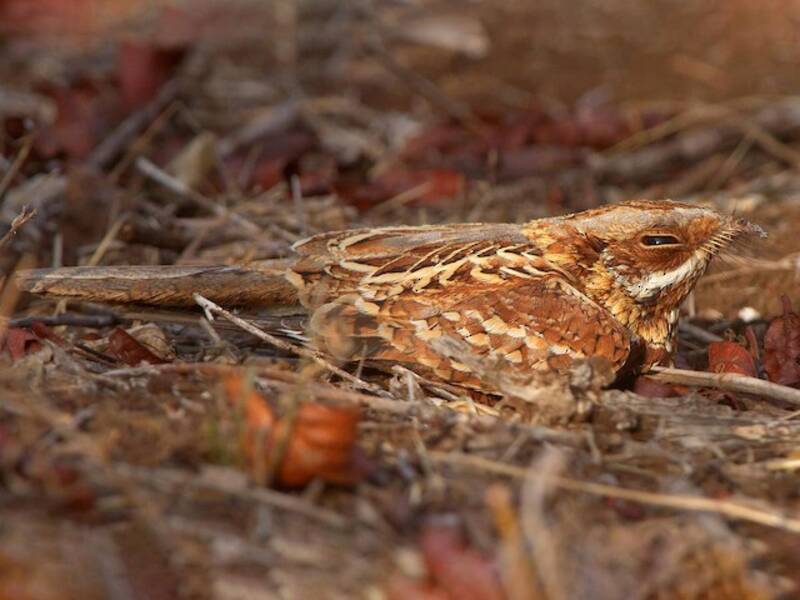 Donaldson Smith's Nightjar, Photos 3