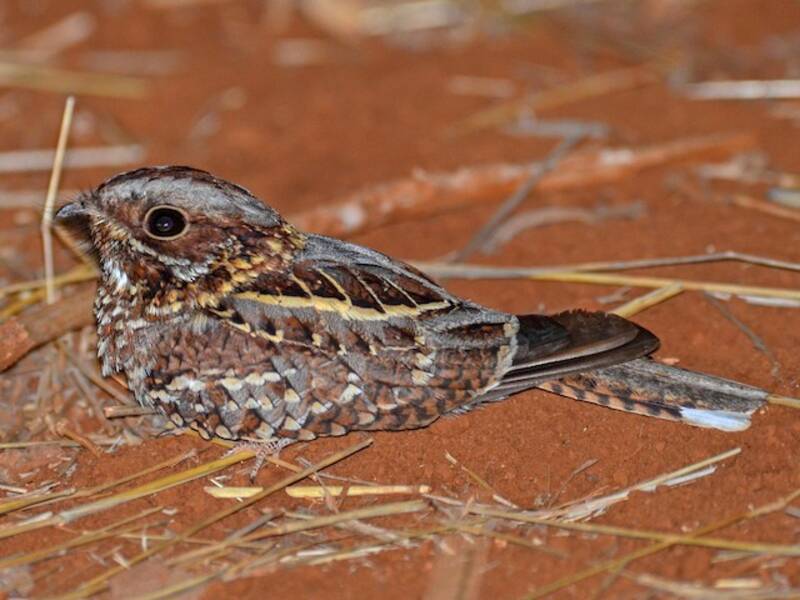 Donaldson Smith's Nightjar, Photos 2