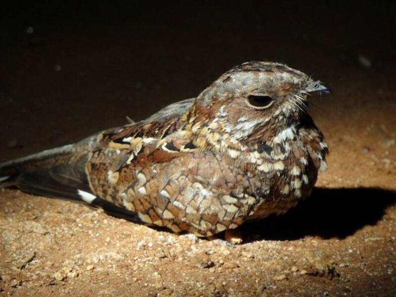Donaldson Smith's Nightjar, Photos 4