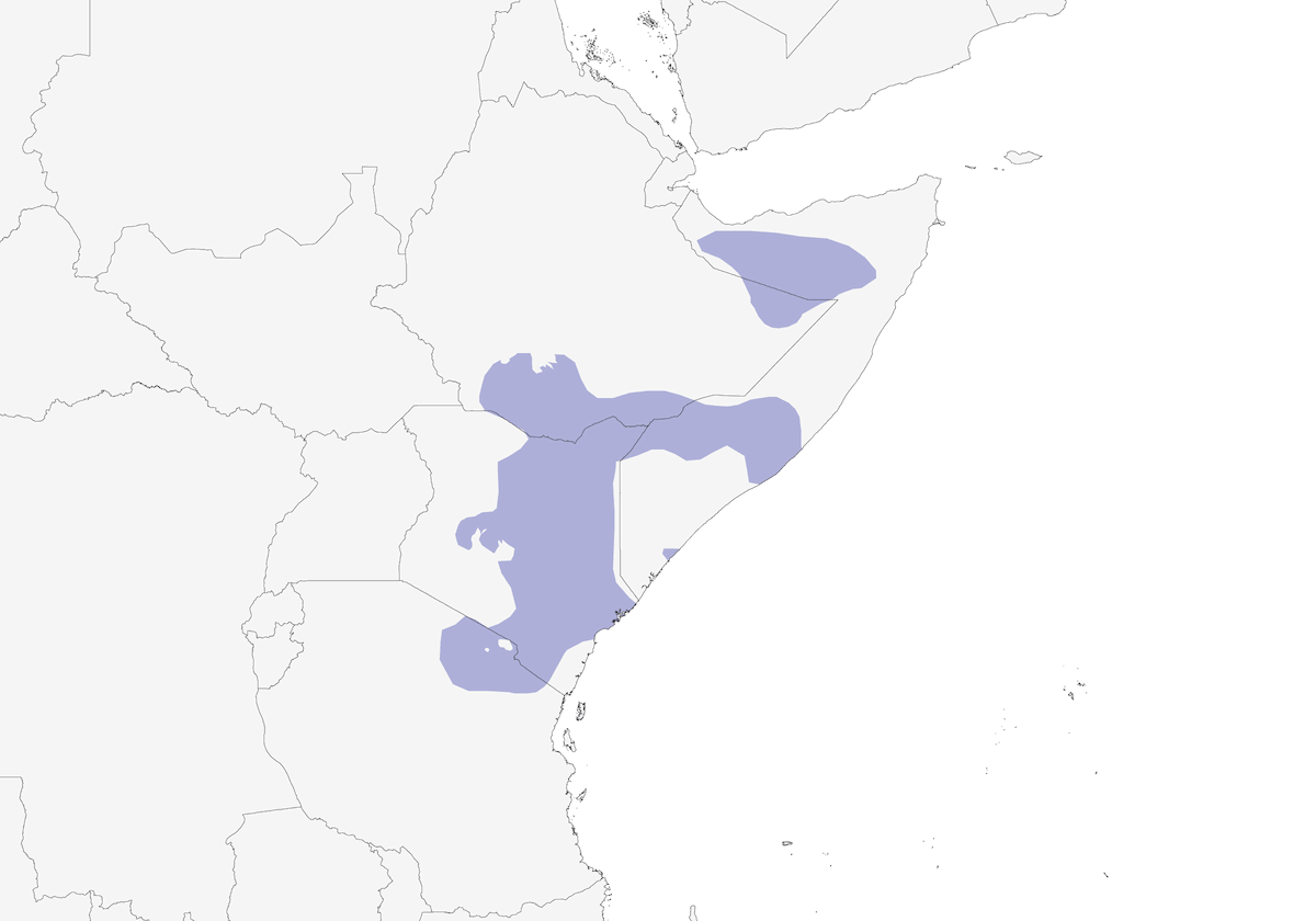 Donaldson Smith's Nightjar, Distribution 1