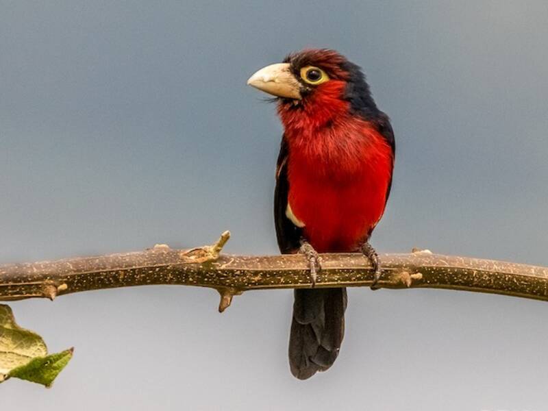 Double-toothed Barbet