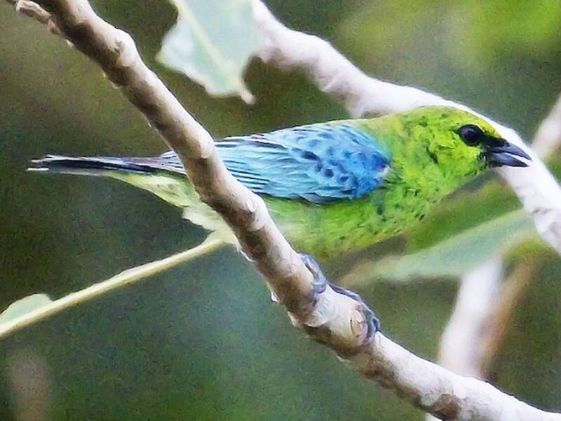Dotted Tanager