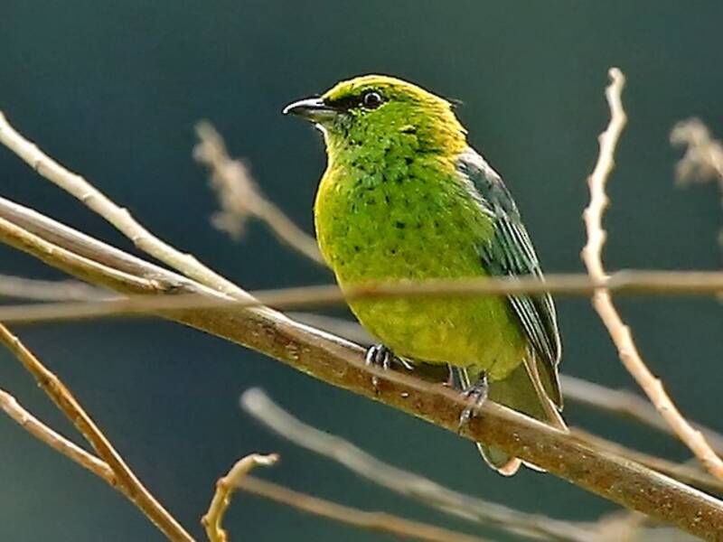 Dotted Tanager, Photos 3