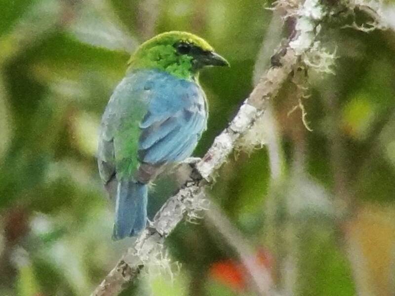 Dotted Tanager, Photos 2
