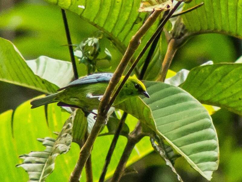 Dotted Tanager, Photos 4