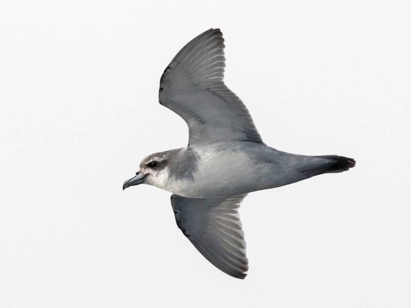 Antarctic Prion, 照片 2