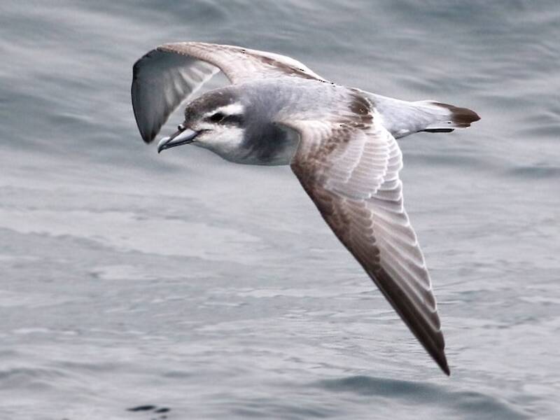 Antarctic Prion, 照片 3