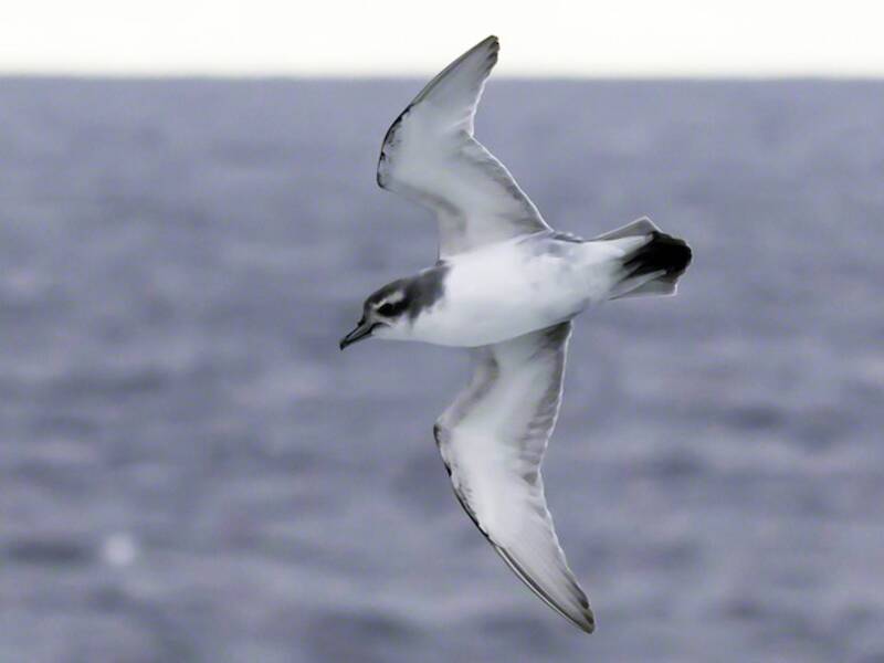 Antarctic Prion, 照片 4