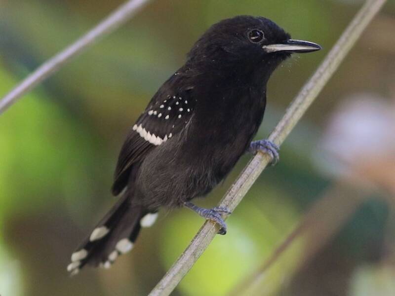 Dot-winged Antwren, Photos 4