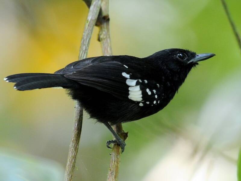 Dot-winged Antwren