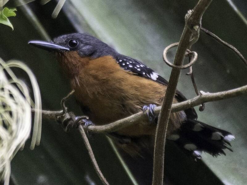 Dot-winged Antwren, Photos 2