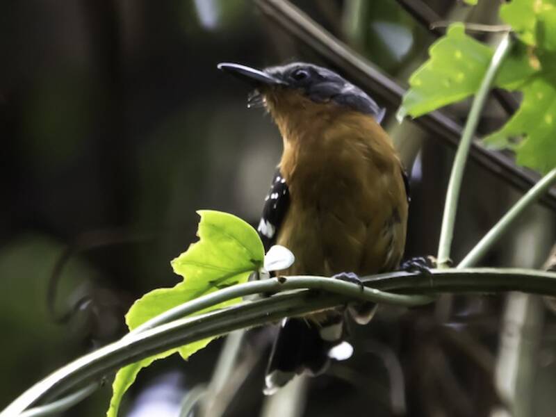 Dot-winged Antwren, Photos 3