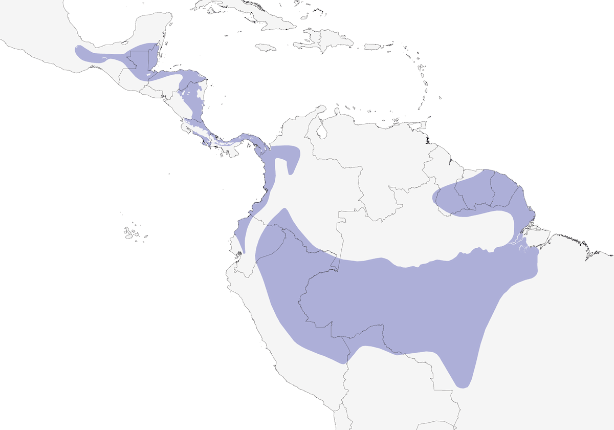 Dot-winged Antwren, Distribution 1
