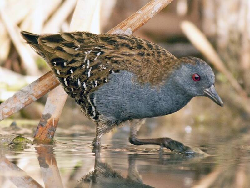 Dot-winged Crake, 照片 3
