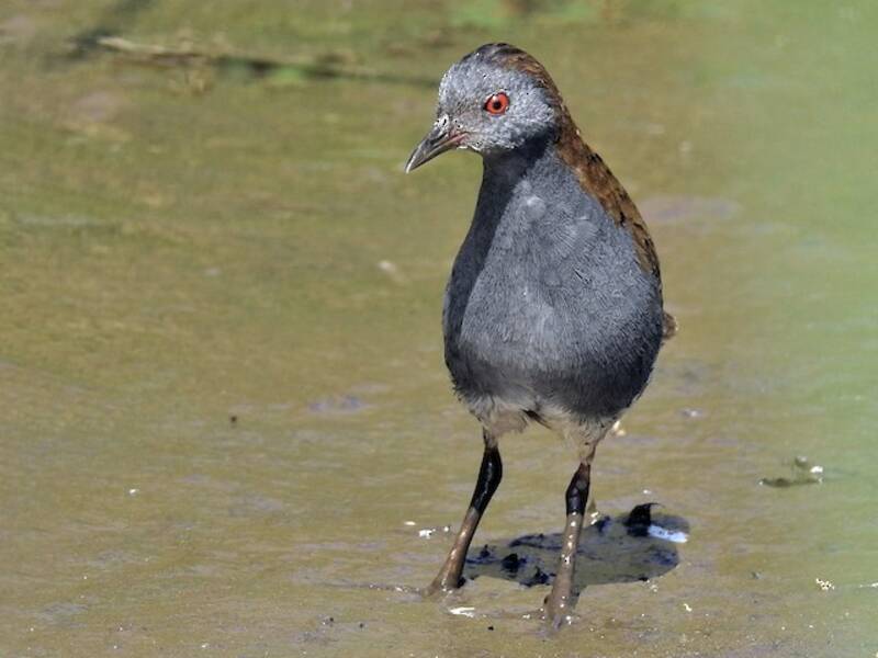 Dot-winged Crake, 照片 2