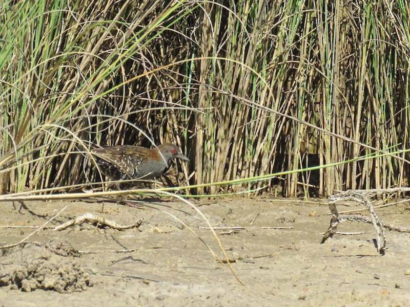 Dot-winged Crake, 照片 4