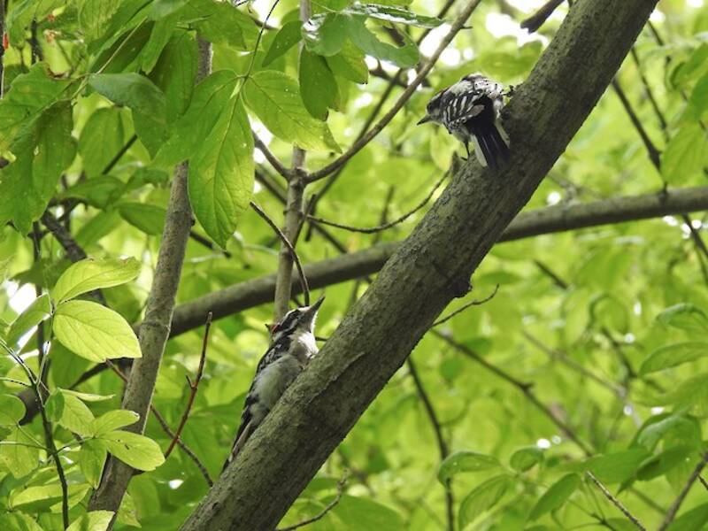 Downy Woodpecker (Dryobates pubescens)