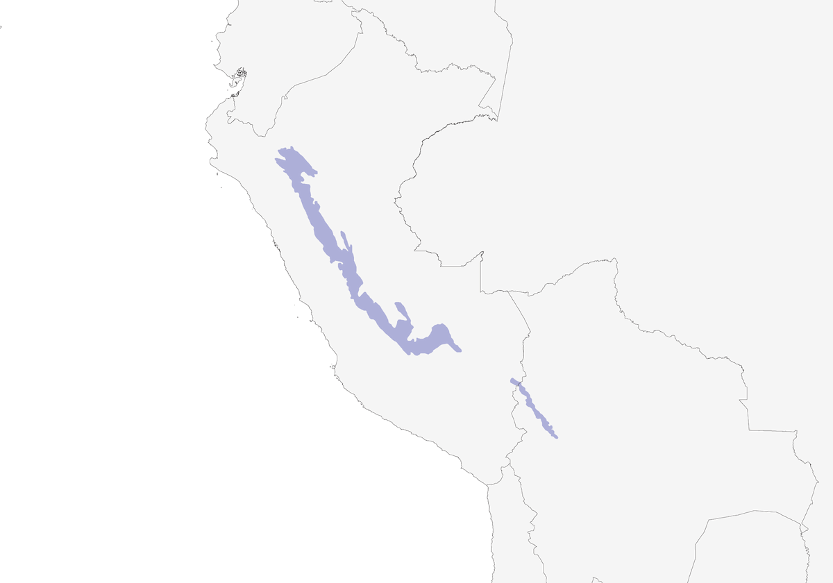 Hémispingus terne, Distribution 1