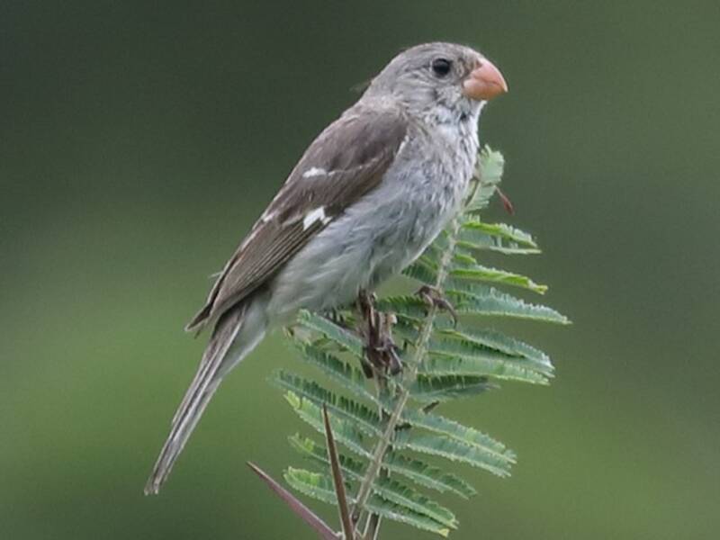 Drab Seedeater, Photos 2