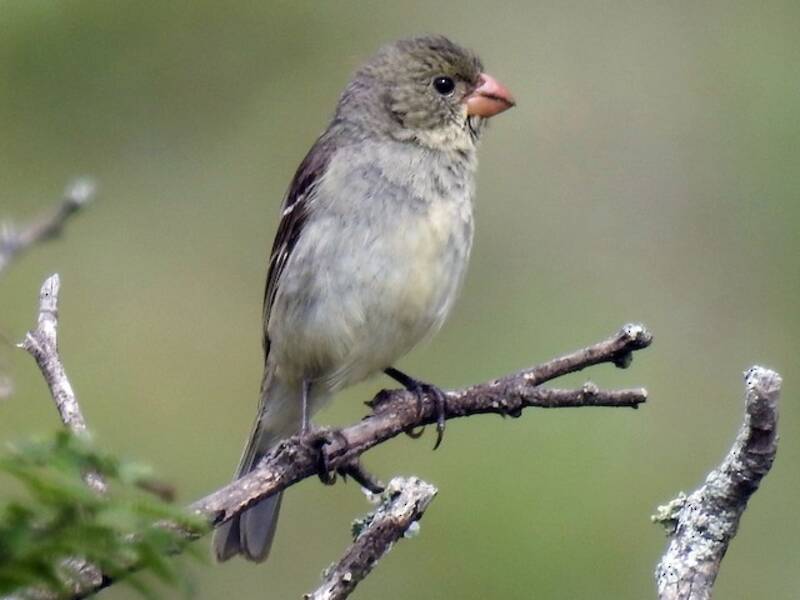 Drab Seedeater, Photos 4