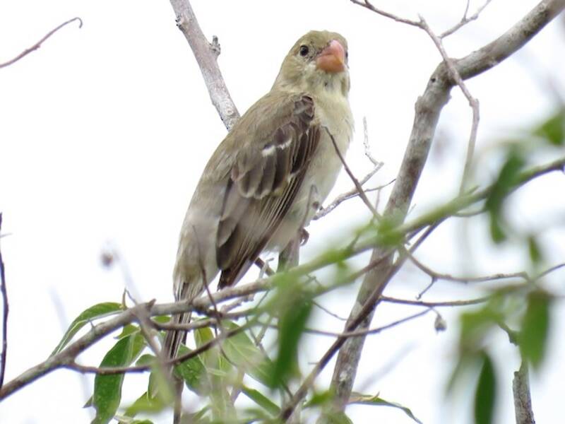 Drab Seedeater, Photos 3
