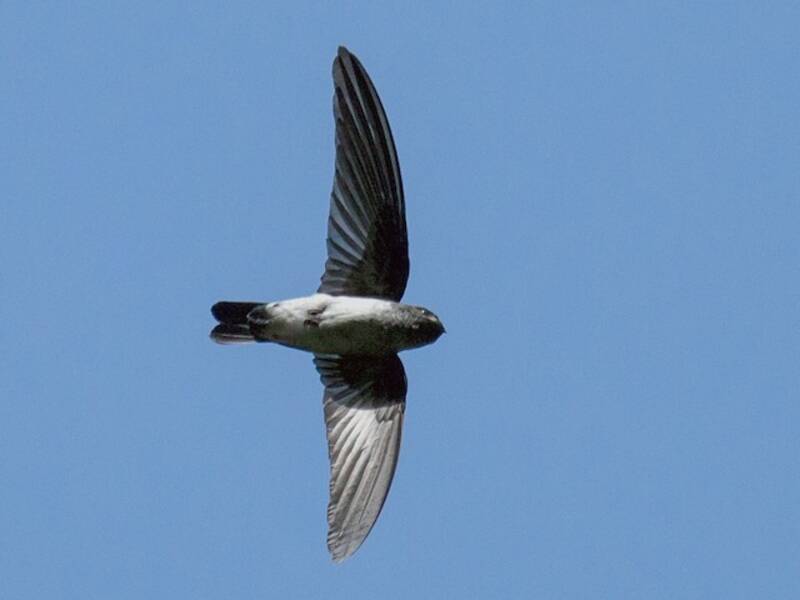Drab Swiftlet