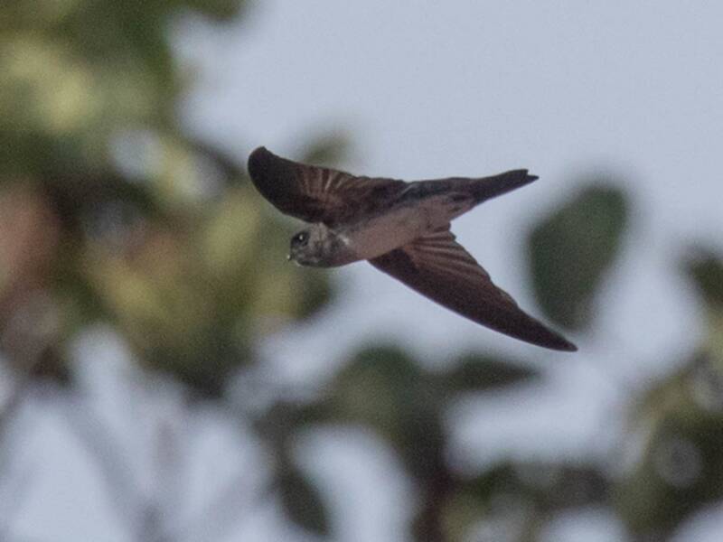 Drab Swiftlet, Photos 2