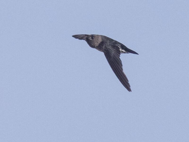 Drab Swiftlet, Photos 3