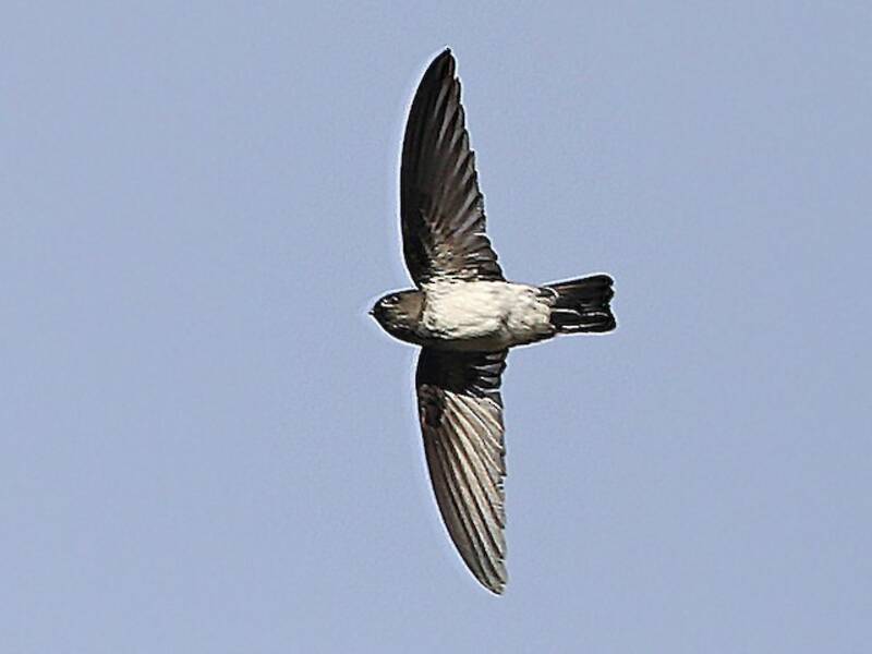 Drab Swiftlet, Photos 4