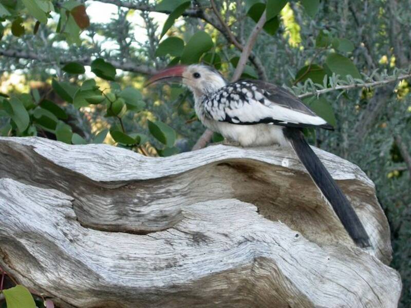 Damara Red-billed Hornbill