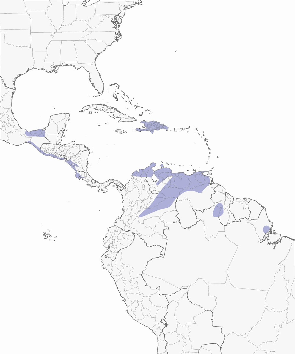 Oedicnème bistrié, Distribution 1