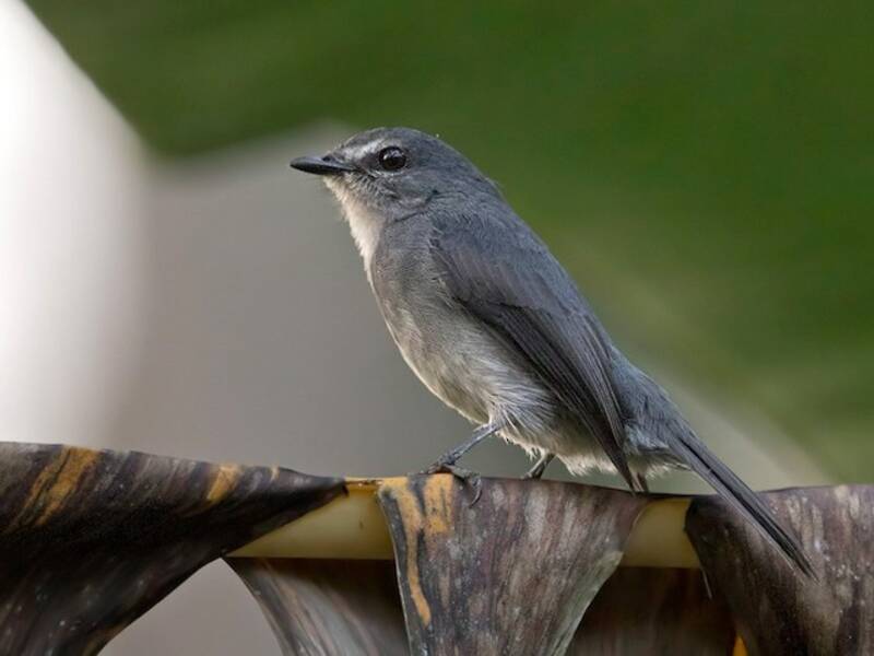 Pigliamosche blu scuro, Foto 2